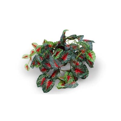 Pangea Leafy Vine Caladium