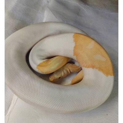 Python Regius Albino Piebald Ball Python Male (1.0)
