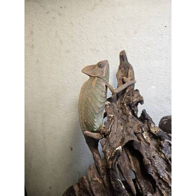 Yemen Chameleon (Chamaeleo Calyptratus) Male (1.0)