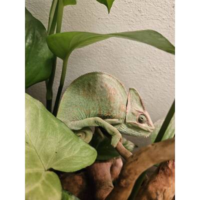 Chamaeleo Calyptratus Male (1.0)