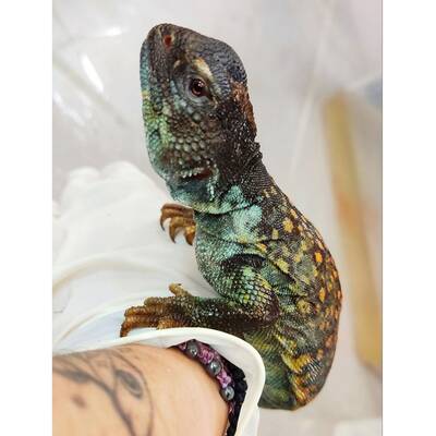 Uromastyx Flame Male (1.0) 2