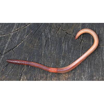 Lumbricus Terrestris