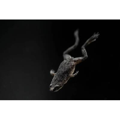 Hymenochirus Boettgeri Black