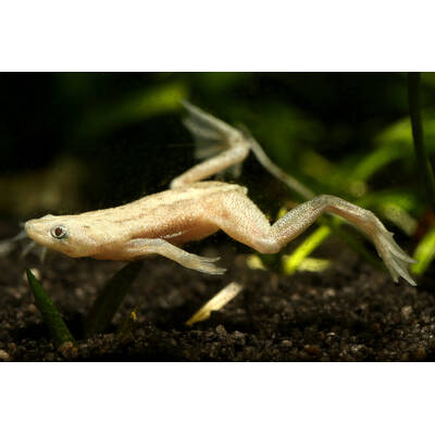 Hymenochirus Boettgeri Gold M