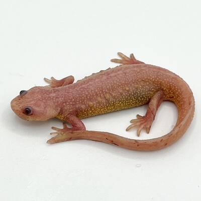 Iberian Ribbed Newt Albino