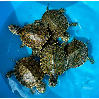 Trachemys Venusta (American Slider)