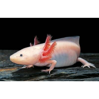 Axolotl Mexicanum Albino 6-7cm