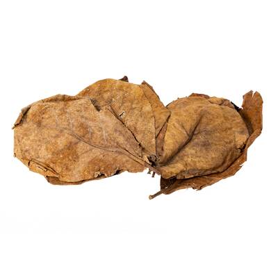 ReptiZoo Catappa Leaves (10 pieces)
