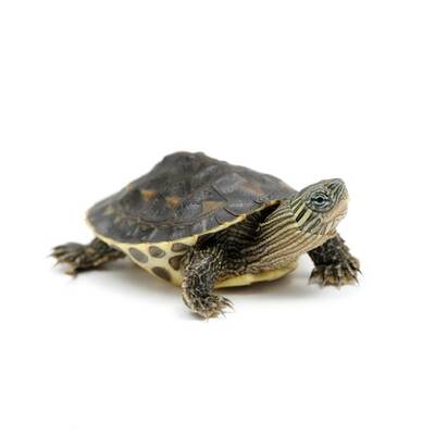 Mauremys Sinensy (Chinese Stripe)