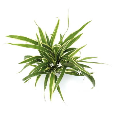 Stoffels Chlorophytum Bichetii