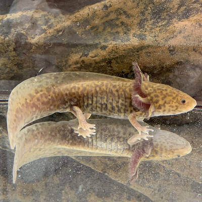 Axolotl Mexicanum Copper