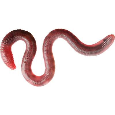 Common earthworm Box - 10 pcs