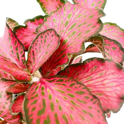 Stoffels Fittonia albivenis 'Forest Flame' (Red)
