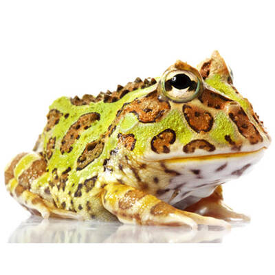 Ceratophrys Cranwelli M