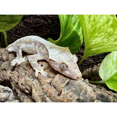 Rhacodactylus Lilly White 5 Male (1.0)