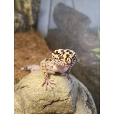 Radar Leopard Gecko (Eublepharis Macularius) Female (0.1)