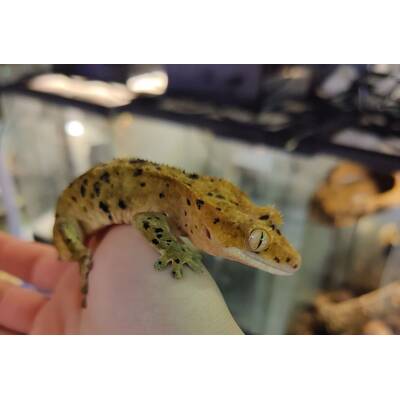 Correlophus Ciliatus 5 (0.0.1)