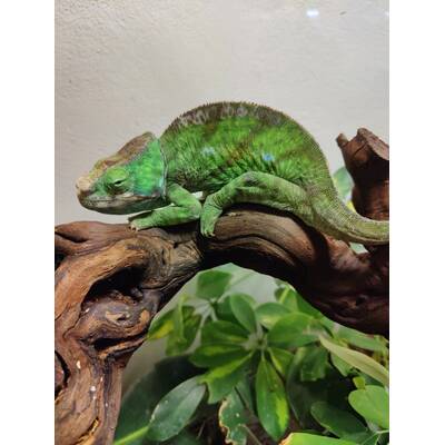 Calumma Globifer Male (1.0)