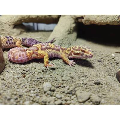 Leopard Gecko ''Bell Albino'' Female (0.1)