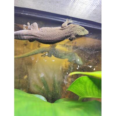 Standing's day gecko Female (0.1)