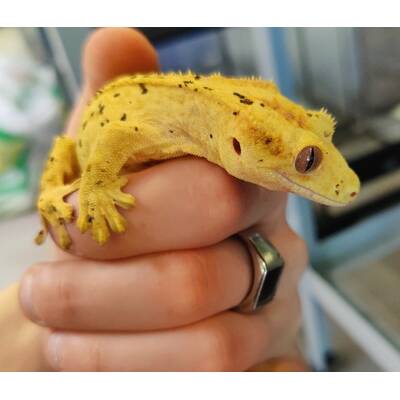 Correlophus Ciliatus 4 (0.0.1)