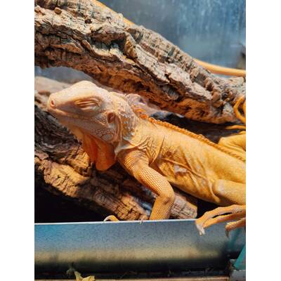 Iguana Crimson Red Albino Male (1.0)