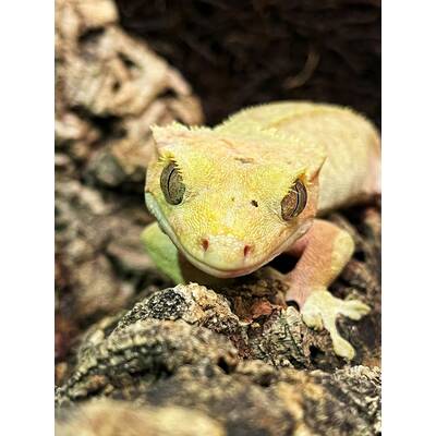 Correlophus Ciliatus (0.1)