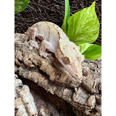 Correlophus Ciliatus 5 Female (0.1)