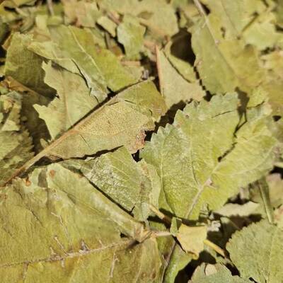 Dried apple Leaves (30 pieces)