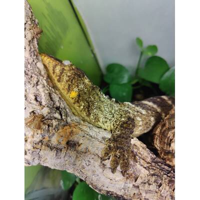 Rhacodactylus Laechianus White Morph 1.0