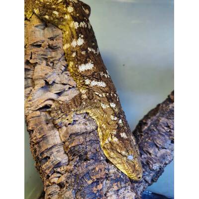 Rhacodactylus Leachianus Mt Koghis-Friedel line Male (1.0)