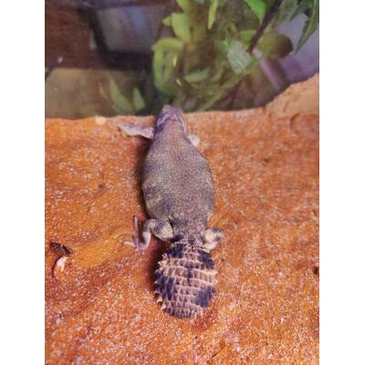 Uromastyx Thomasi (0.0.1)