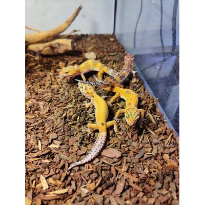 Eublepharis Macularius (Leopard gecko) 1 (0.0.1)
