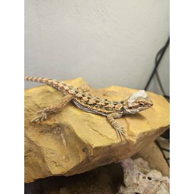 Bearded Dragon (Pogona Vitticeps) Hypo Red Juvenile (0.0.1)