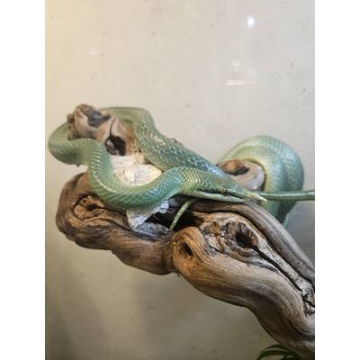 Rhino Rat Snake (Gonyosoma Boulengeri) Pair