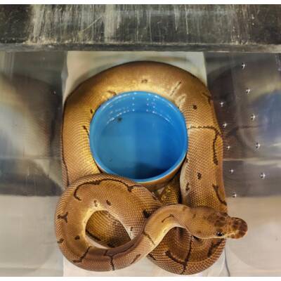 Python Regius Clown Pinstripe Pastel Male (1.0)