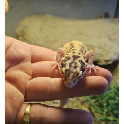 Iranian Fat-Tailed Gecko (Eublepharis Angramainyu) Female (0.1)