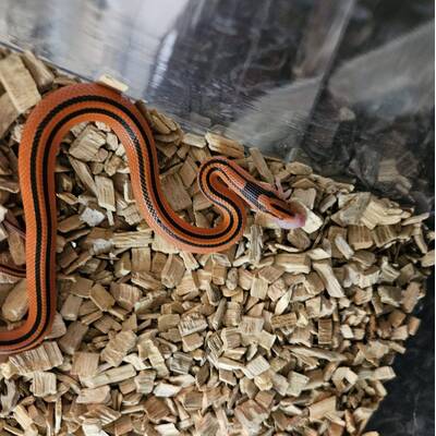 Red Thai Bamboo Snake (Oreocryptophis Porphyraceus Coxi) Female (0.1)