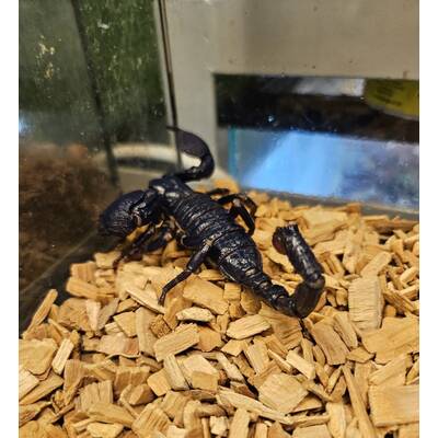 Emperor Scorpion ( Pandinus Imperator) Male (1.0)