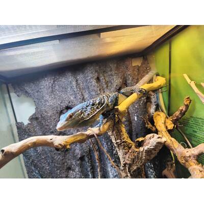 Varanus Macraei Juvenile (0.0.1)