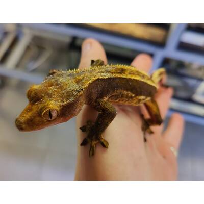 Correlophus Ciliatus 8 (0.0.1)