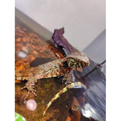 Shinisaurus Crocodilurus Juvenile (0.0.1)