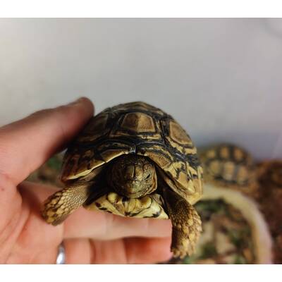 Stigmochelys pardalis (Leopard tortoise)