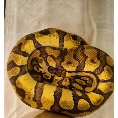 Python Regius Creme Enchi Pastel Ball Python (1.0)