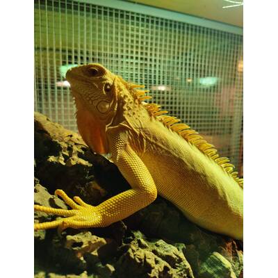 Iguana Albino Female (0.1)