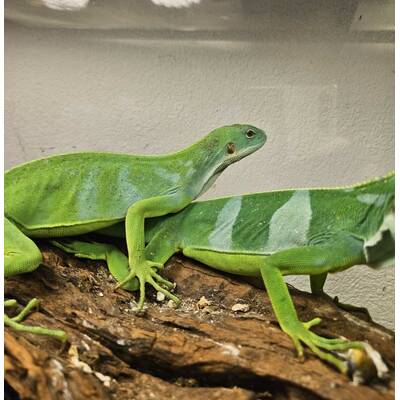 Fiji Iguana (Brachylophus Fasciatus) Female (0.1)