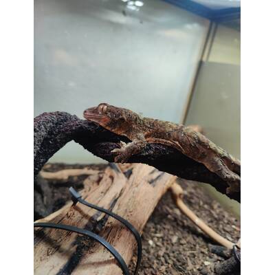 Rhacodactylus Chahoua Male (1.0)