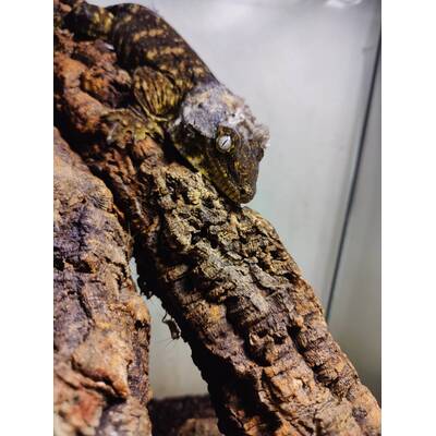 Rhacodactylus Leachianus Nuu Ana Pair (1.1)