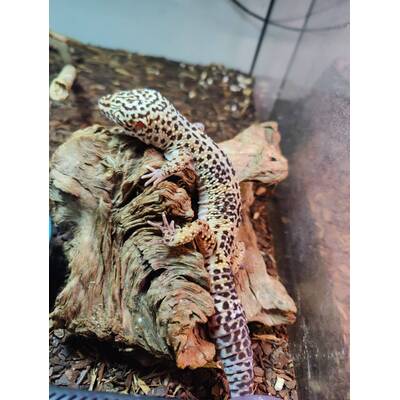 Eublepharis Macularius Leopard gecko Black Night Noir Desire Male (1.0)