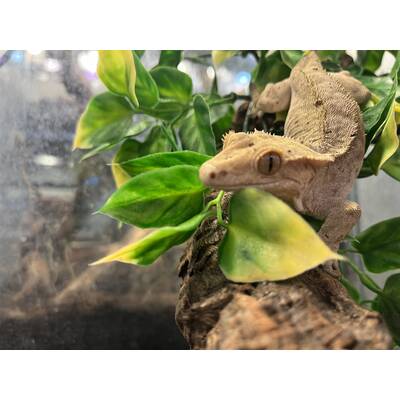 Correlophus Ciliatus 9 (0.0.1)